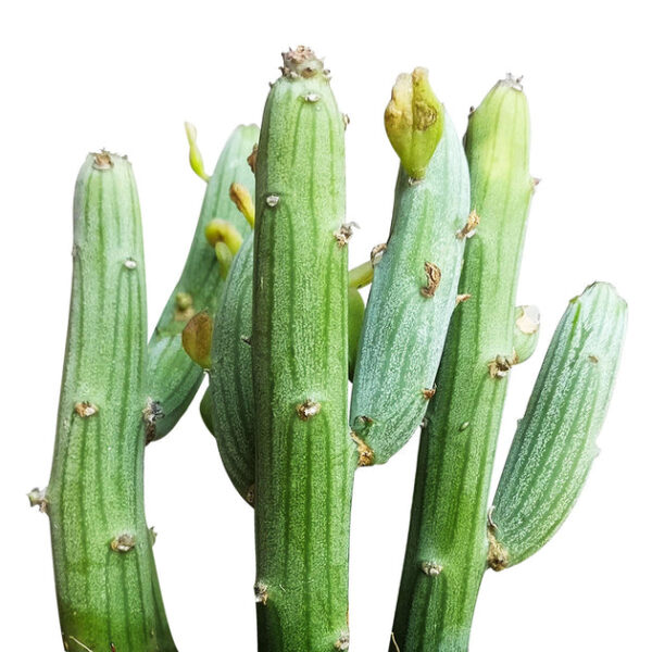 Senecio anteuphorbium Swizzle Sticks