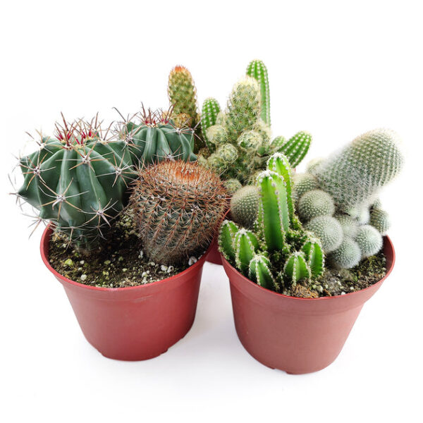 Cactus Garden Arrangement - Image 5