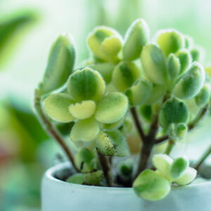Variegated Bear Paw Succulent