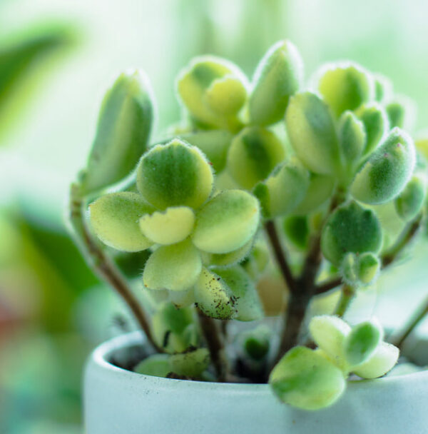 Variegated Bear Paw Succulent
