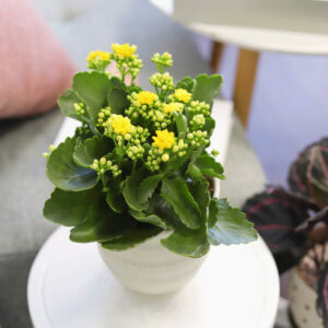 Kalanchoe blossfeldiana 'Calandiva Yellow'