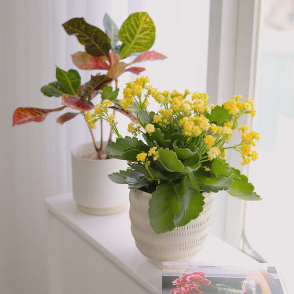 Kalanchoe blossfeldiana 'Calandiva Yellow' - Image 5