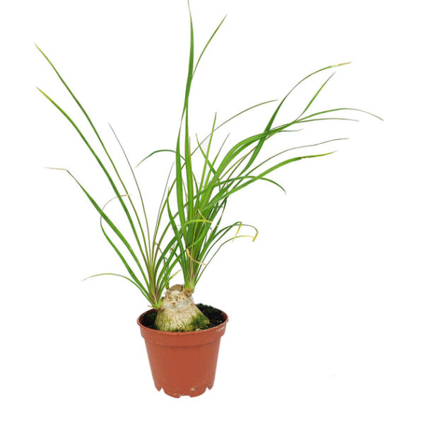 Ponytail Palm - Image 5