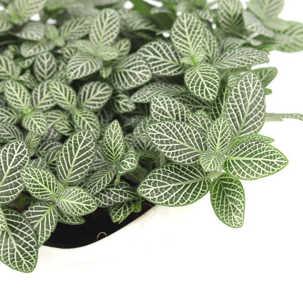 White Nerve Plant Fittonia - Image 7