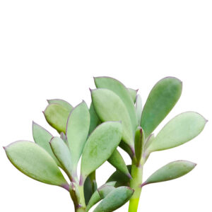 Vertical Leaf Senecio