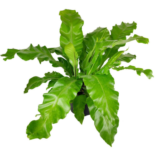 Bird's Nest Fern - Image 6