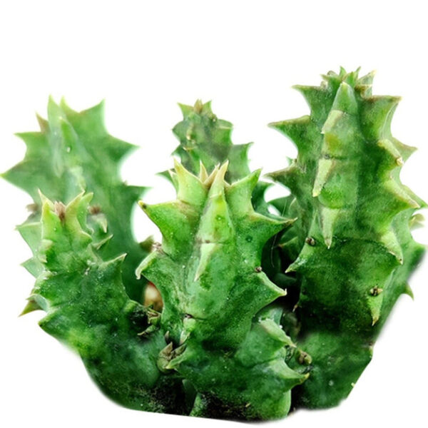 Orbea Variegata Cactus - Image 2