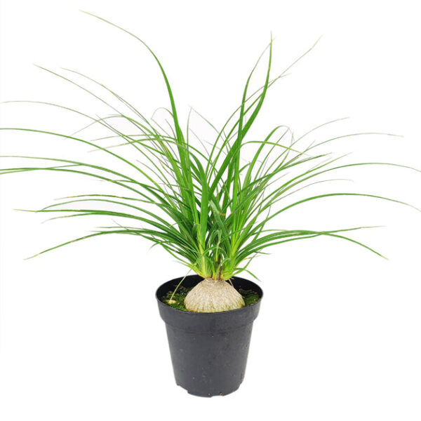 Ponytail Palm - Image 6
