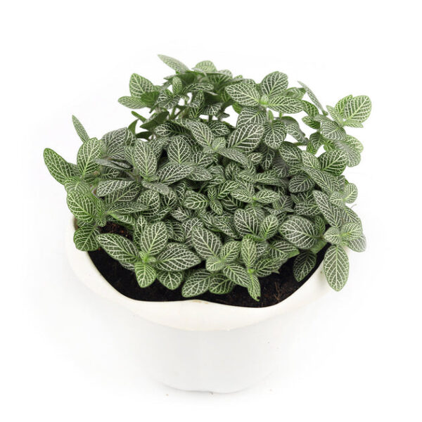 White Nerve Plant Fittonia - Image 8