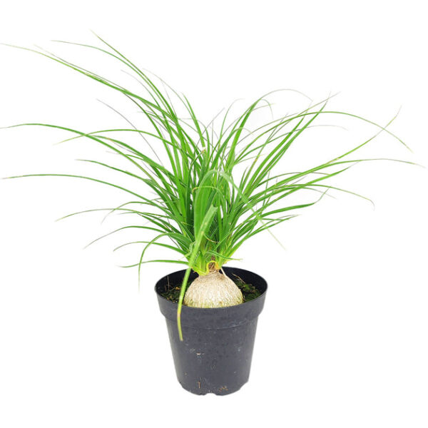 Ponytail Palm - Image 3
