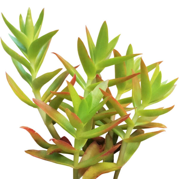 Crassula Campfire Plant - Image 2