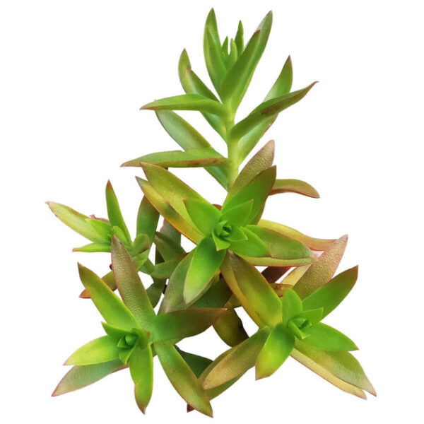 Crassula Campfire Plant - Image 4