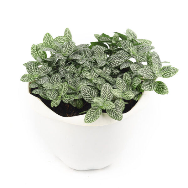 White Nerve Plant Fittonia - Image 9
