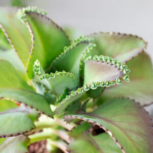Mother of Thousands Kalanchoe