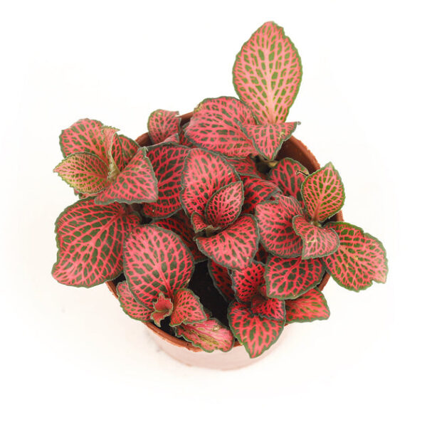 Red Nerve Plant Fittonia - Image 3