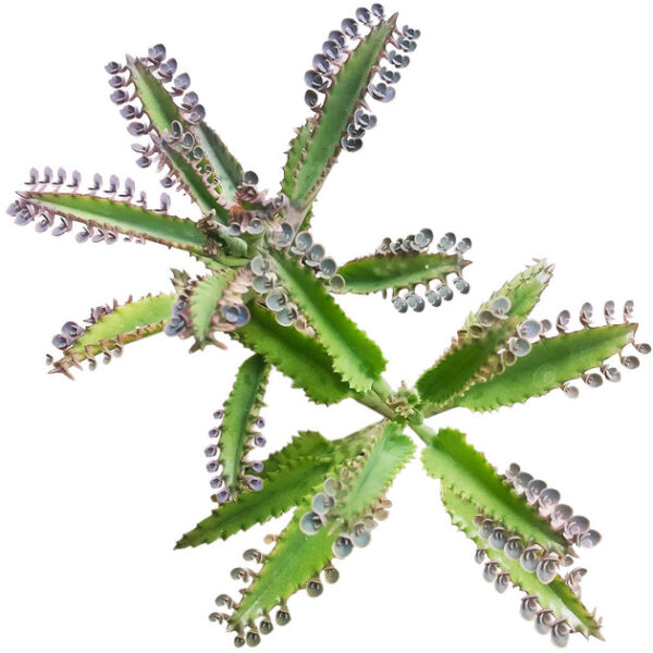 Mother of Thousands Kalanchoe - Image 2