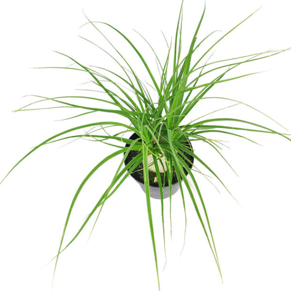 Ponytail Palm - Image 7