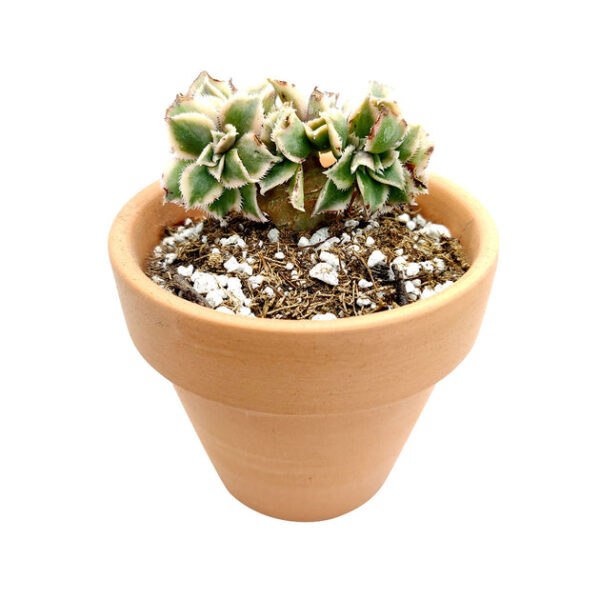 CRESTED Aeonium Sunburst - Image 8
