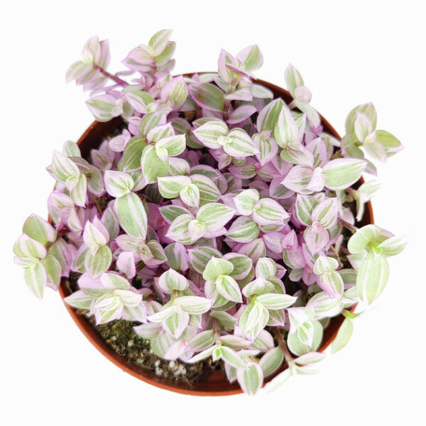 Callisia Repens Pink Lady (Turtle Vine) - Pink Panther Plant - Image 7