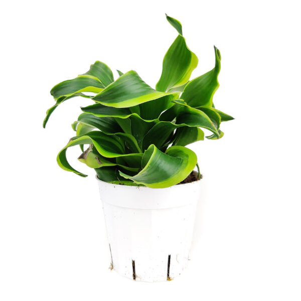 Dracaena Tornado - Image 3