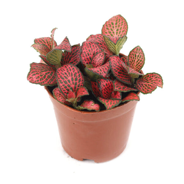 Red Nerve Plant Fittonia - Image 4