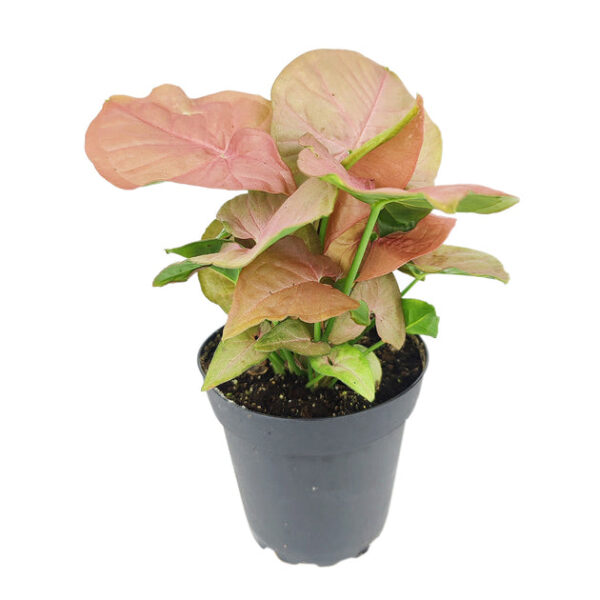 Syngonium Neon Robusta - Image 3