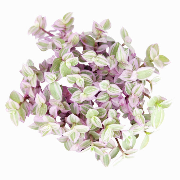Callisia Repens Pink Lady (Turtle Vine) - Pink Panther Plant - Image 5