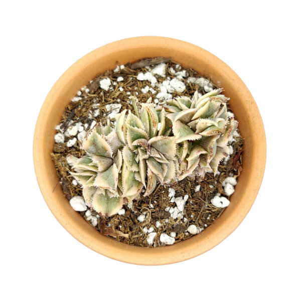 CRESTED Aeonium Sunburst - Image 7