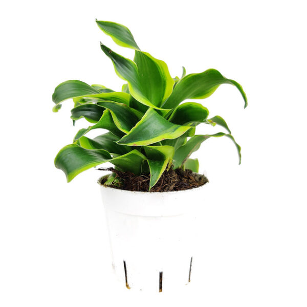 Dracaena Tornado - Image 4