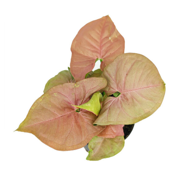 Syngonium Neon Robusta - Image 4