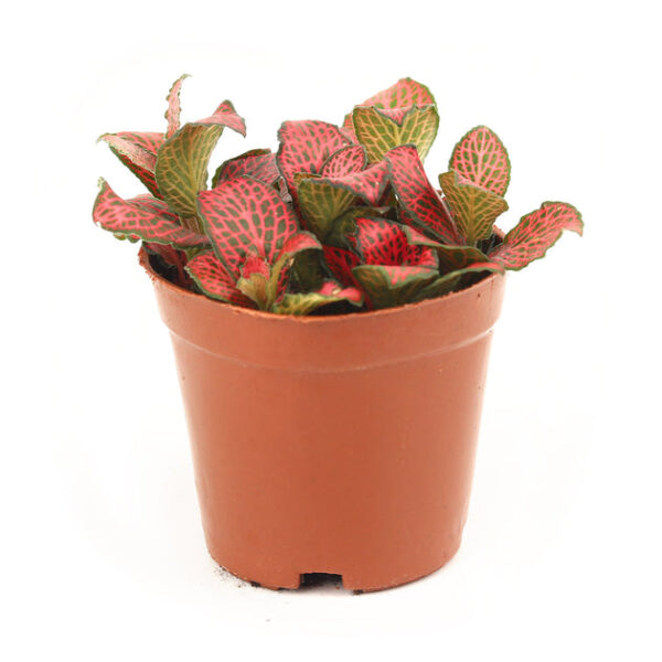 Red Nerve Plant Fittonia - Image 5