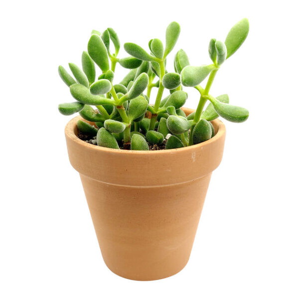 Crassula Congesta Green Beans - Image 5