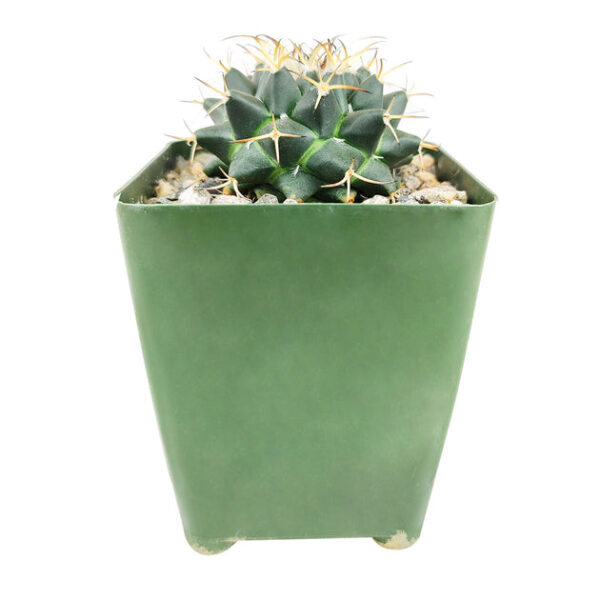 Mammillaria Polythele (Martius) Cactus - Image 2