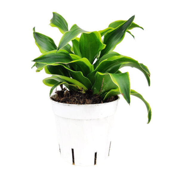Dracaena Tornado - Image 2