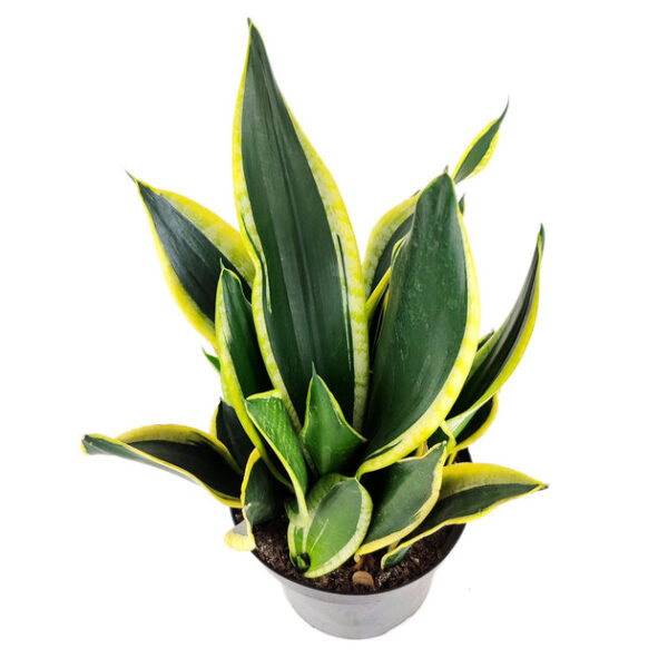 Snake Plant Sansevieria Black Gold Superba - Image 2