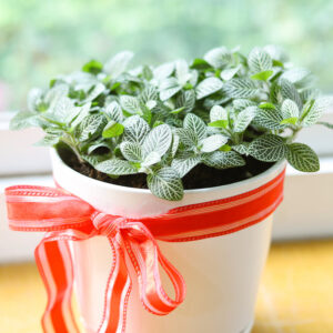 White Nerve Plant Fittonia