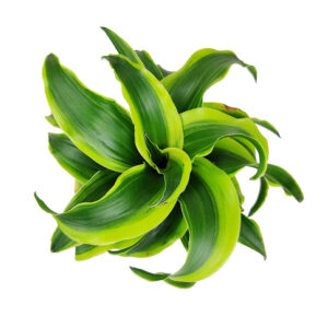 Dracaena Tornado