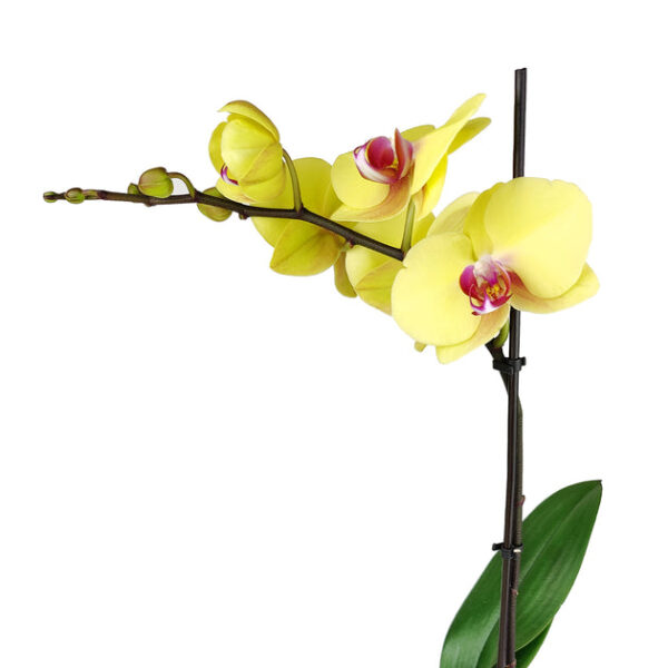 Yellow Phalaenopsis Orchid - Image 9
