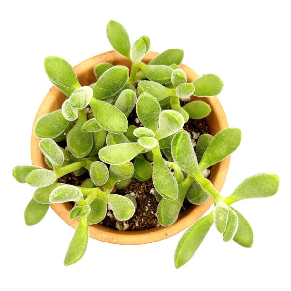 Crassula Congesta Green Beans - Image 4