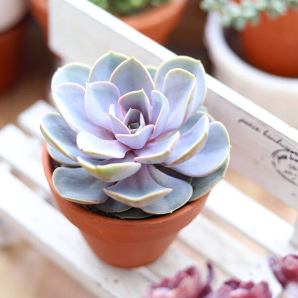 Echeveria Perle Von Nurnberg - Image 2