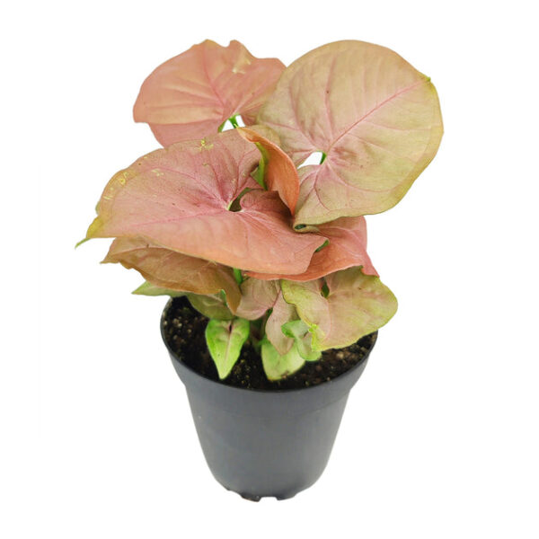 Syngonium Neon Robusta - Image 5