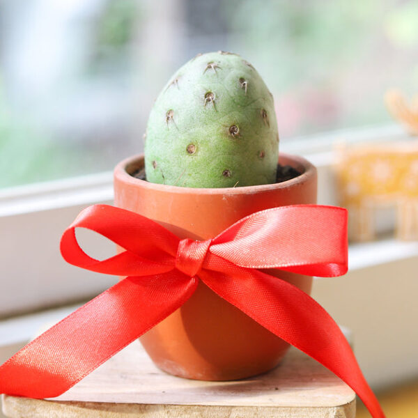 Rare Tephrocactus Geometricus - Image 3