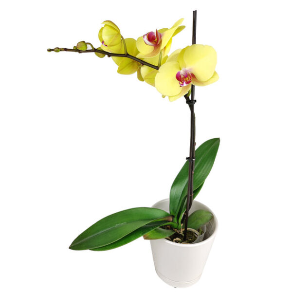 Yellow Phalaenopsis Orchid - Image 5