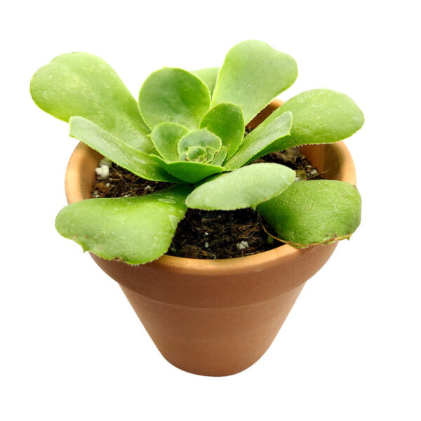 Aeonium Green Platters - Image 4