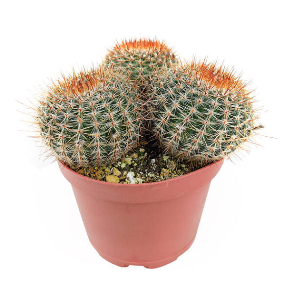 Cactus Garden Arrangement - Image 8
