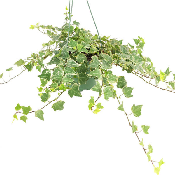 Glacier English Ivy - Image 3