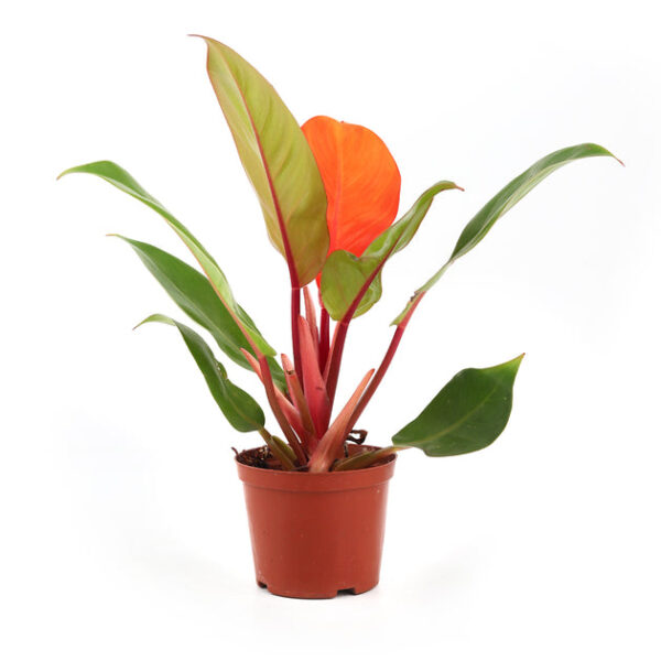 Philodendron Cherry Red - Image 2