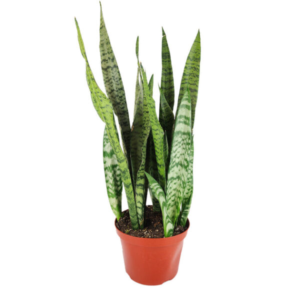 Snake Plant Sansevieria Zeylanica - Image 2