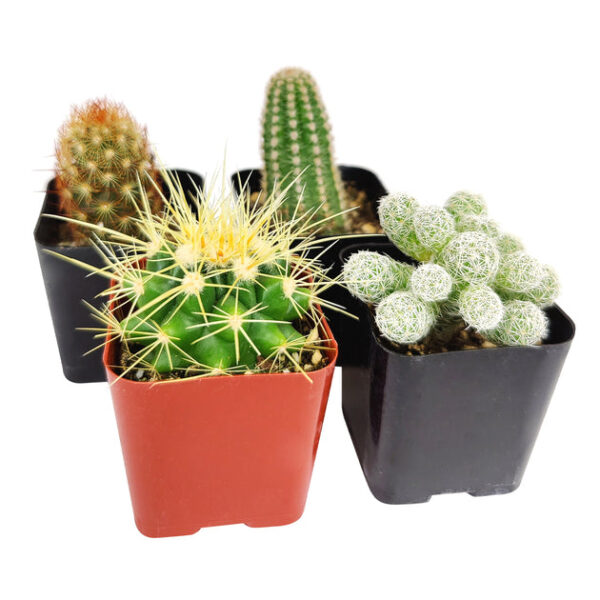 Cactus Pack - Image 4