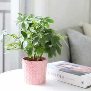 Schefflera Arboricola